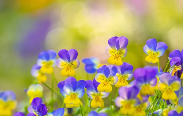 Macro, background, Pansy, Viola tricolor