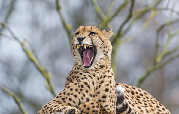 Picture cat, stay, mouth, Cheetah, fangs, yawns, ©Tambako The Jaguar