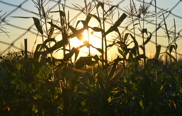 Summer, grass, sunset, the fence, corn
