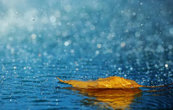Leaves, water, drops