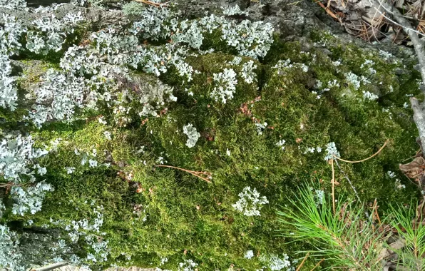 Moss, birch, texture