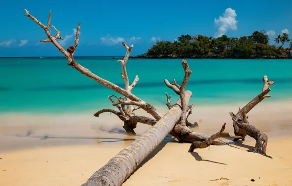 Sand, sea, the ocean, driftwood, Dominican Republic, Samana
