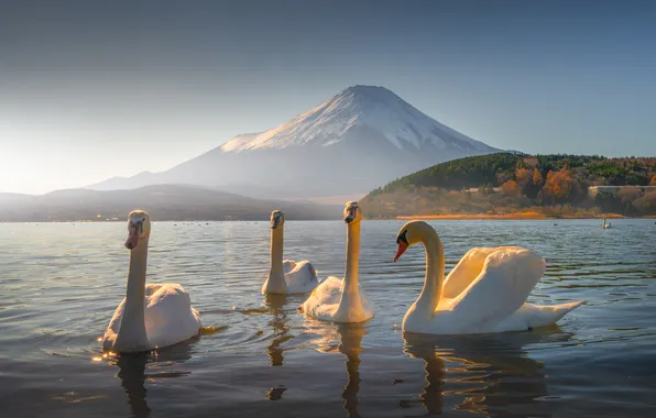 Picture birds, lake, mountain, Japan, Fuji, Japan, swans, Mount Fuji