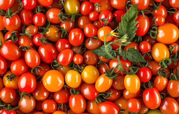 Leaves, bright, yellow, harvest, fruit, red, orange, vegetables