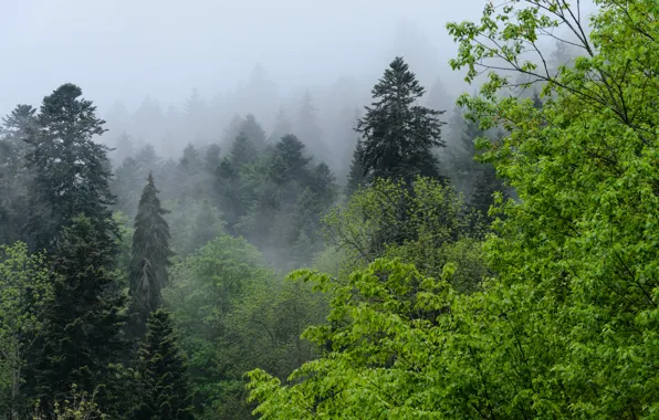 Picture forest, trees, nature, fog, Germany