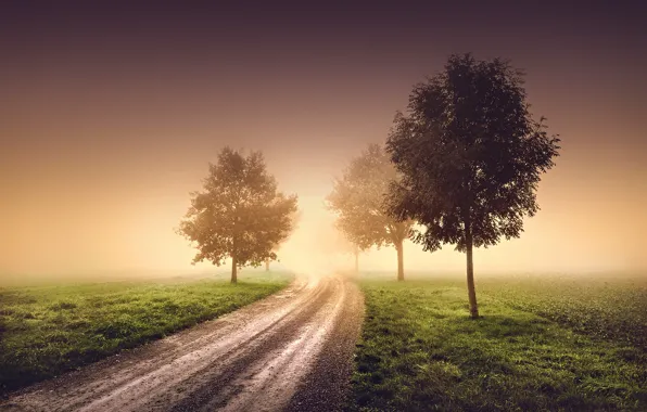 Picture road, trees, nature, fog, morning, haze