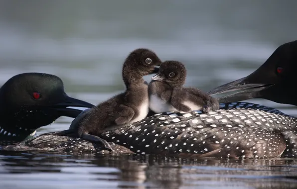 Picture water, bird, two, baby, family, a couple, care, Chicks
