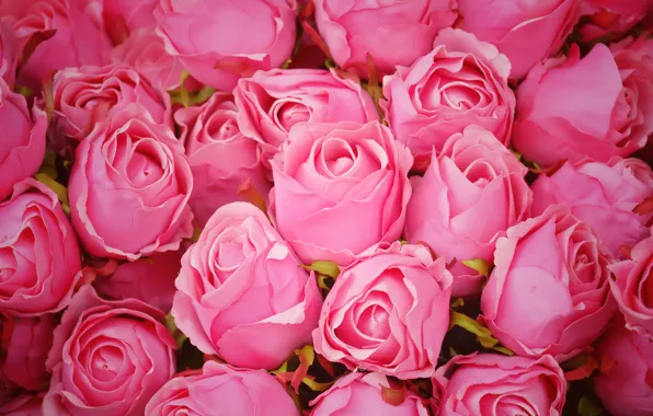 Picture flowers, roses, pink, buds, pink, flowers, romantic, roses