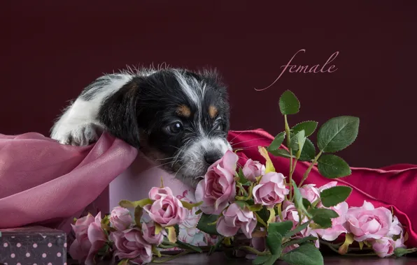 Picture flowers, roses, puppy, fabric, Jack Russell Terrier