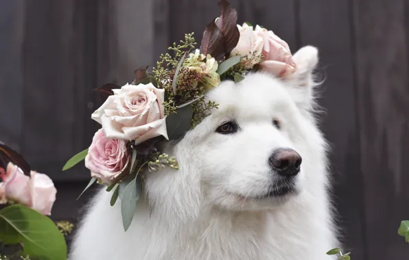 Look, pose, dog, white, face, Samoyed
