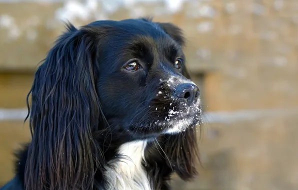 Picture snow, dog, muzzle