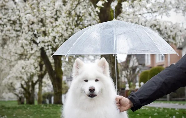 Look, trees, flowers, pose, Park, rain, hand, dog