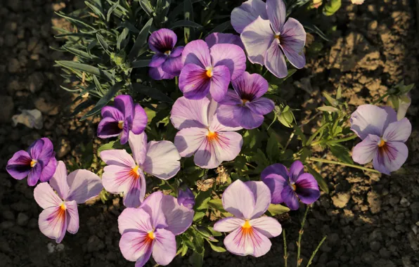 Light, flowers, garden, Pansy, flowerbed, lilac, viola