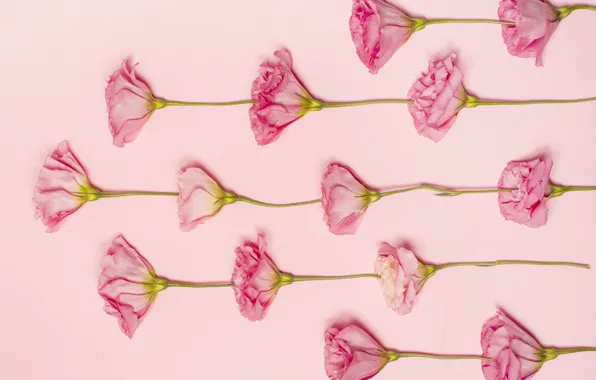 Flowers, pink, pink background, pink, flowers, eustoma, eustoma