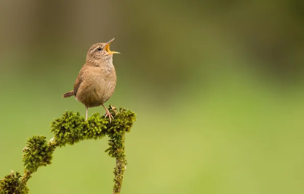 Bird, moss, branch, bird, Wren