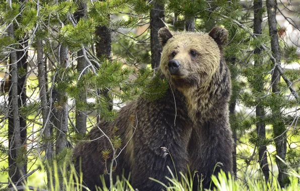 Forest, nature, bear