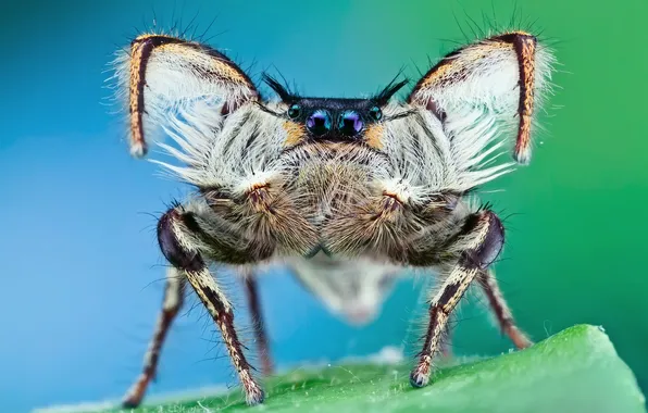 Legs, spider, jumper, hairy