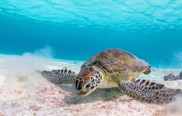 Picture sand, sea, water, background, turtle, underwater world, sea turtle, sea