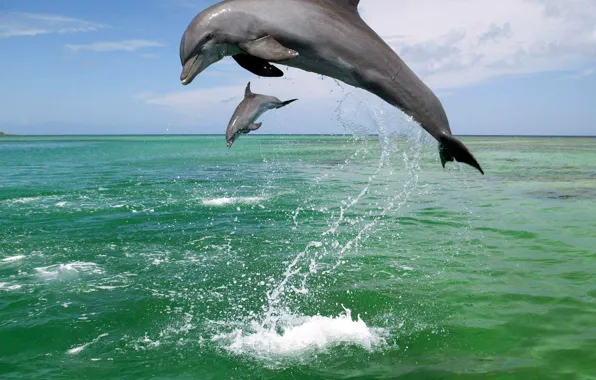 Picture sea, squirt, dolphins