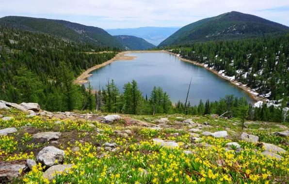 Picture forest, snow, trees, flowers, mountains, lake, stones, Canada