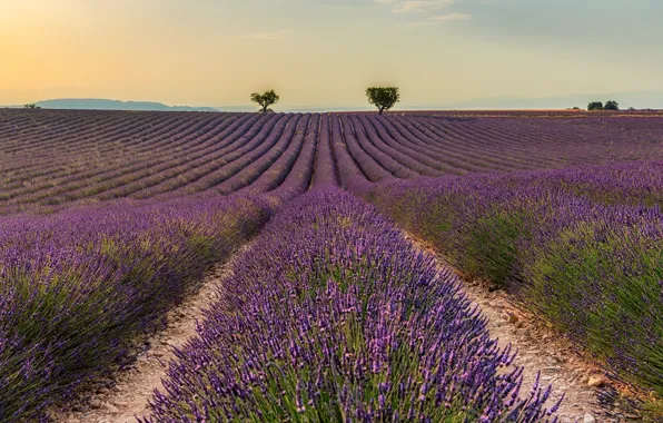 Field, summer, the sky, trees, flowers, nature, France, track