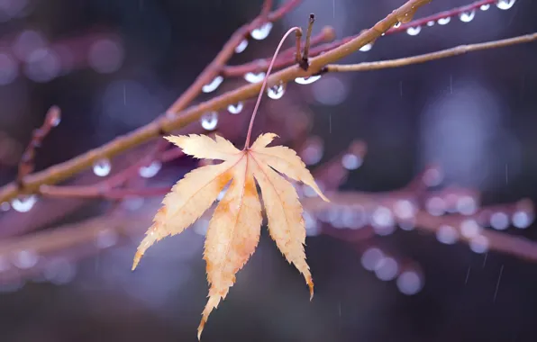 Autumn, leaves, nature