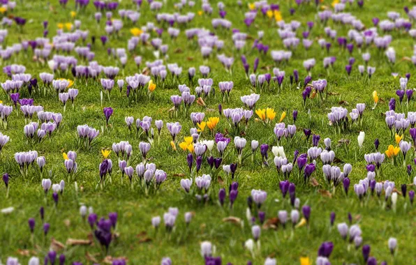 Picture field, spring, crocuses