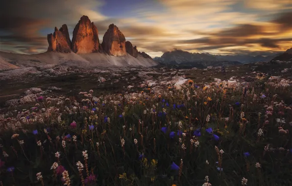 Picture flowers, mountains, Italy, The Dolomites, Dolomiti, Prehistorical Valley