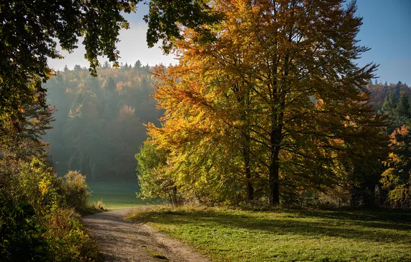 Road, autumn, forest, nature, Park