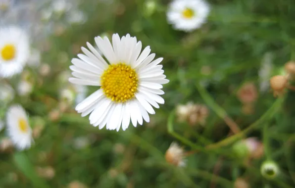 Daisy, Daisy Wallpaper, Daisy petals