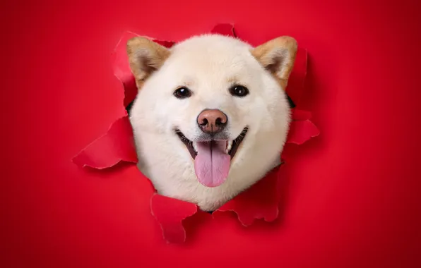 Language, look, nature, pose, dog, hole, face, red background