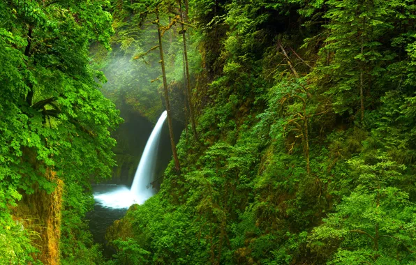 Forest, trees, nature, river, waterfall, Oregon, gorge, USA