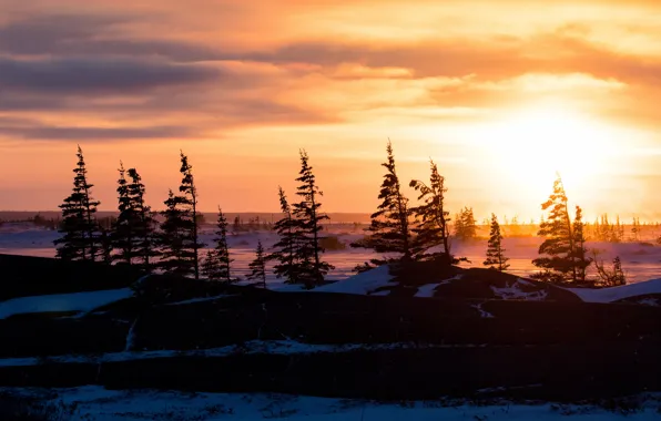 Winter, forest, the sky, the sun, clouds, rays, light, trees