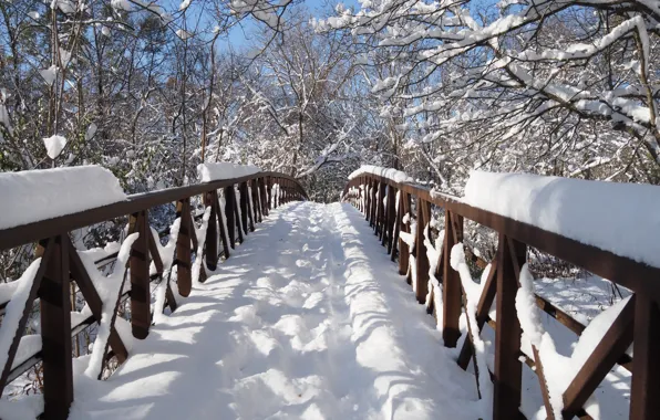 Winter, snow, trees, branches, bridge