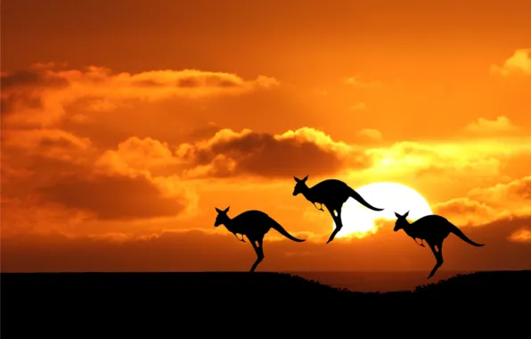 Picture the sun, kangaroo, Australia, silhouette