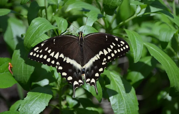 Leaves, microsemi, butterfly, wings, insect, beautiful, closeup