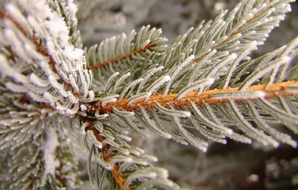 Frost, macro, needles, tree, spruce, branch