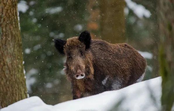 Picture winter, nature, boar