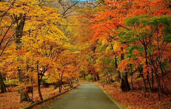 Road, autumn, trees, Park