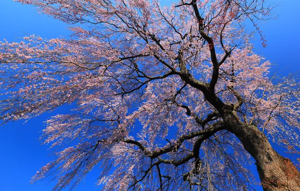 Trees, flowers, branches, Japan, Sakura