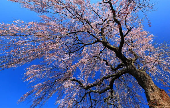 Picture flowers, branches, tree, Japan, Sakura