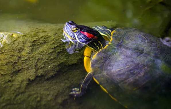 Water, stone, turtle, head