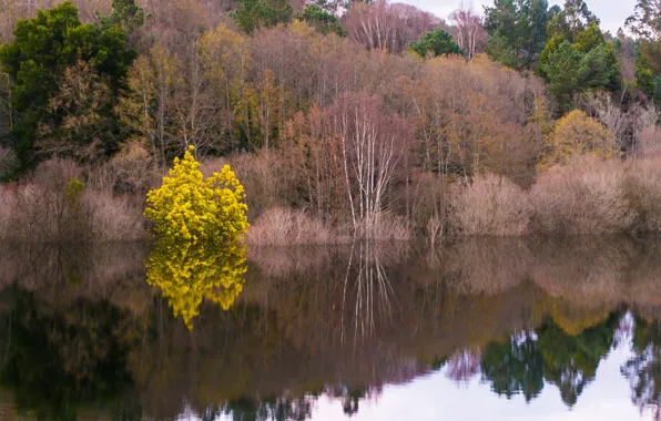 Autumn, forest, trees, lake, river