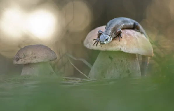 Picture macro, nature, mushrooms, lizard, bokeh, Makeev Alexey