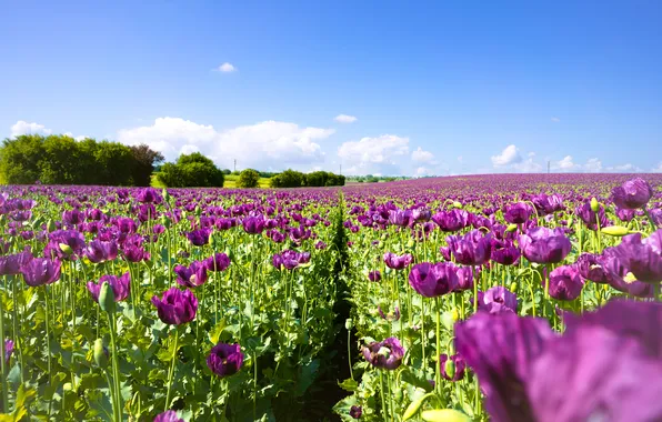 Field, summer, the sky, clouds, flowers, blue, Maki, meadow