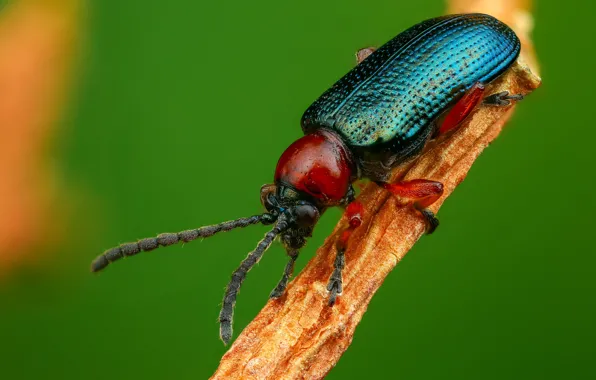 Macro, beetle, insect