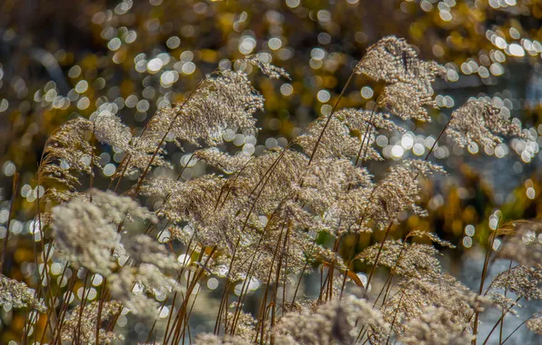 Nature, spring, reed, bokeh