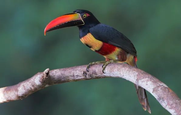 Background, bird, branch, Toucan