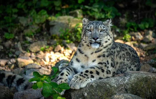 Picture lies, look, snow leopard, leaves, bokeh, IRBIS, stones