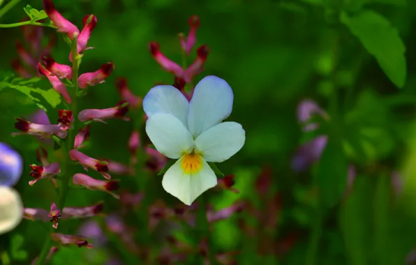 Picture Flowers, Spring, Flowers, Spring, Bokeh, Bokeh